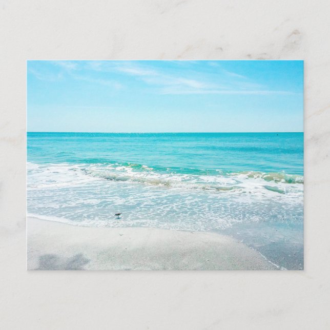 Tropical Florida Beach Sand Ocean Waves Sandpiper Postcard (Front)
