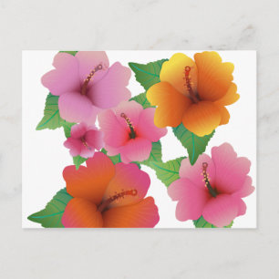 Tropical flower exotic hibiscus postcard