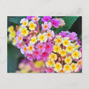 Tropical Flowers Postcards