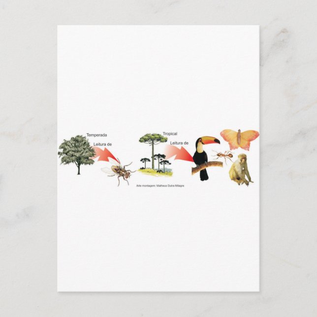 tropical forest area postcard (Front)