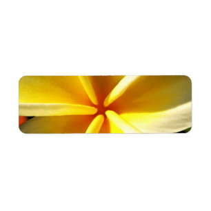 Tropical Frangipani Floral
