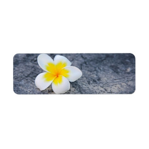 Tropical Frangipani Floral Photography