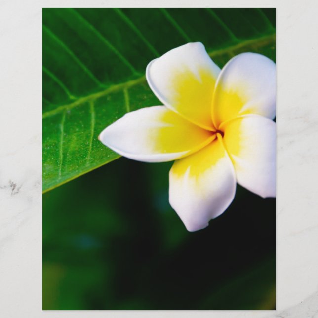Tropical Frangipani Floral Photography Flyer (Front)