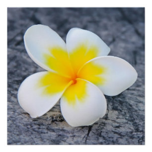 Tropical Frangipani Floral Photography Poster