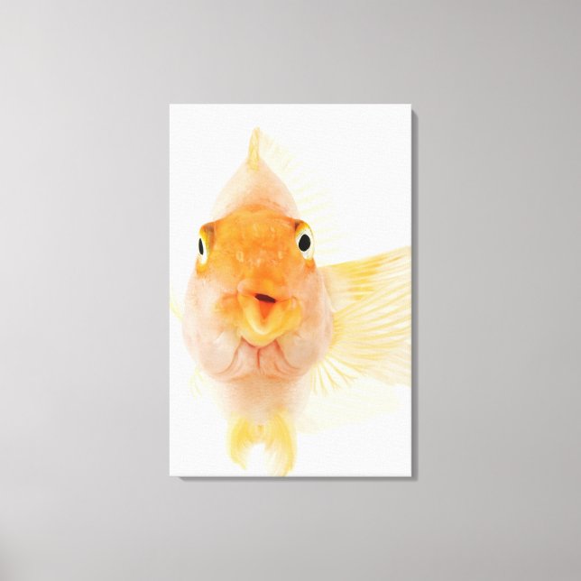 Tropical freshwater fish canvas print (Front)