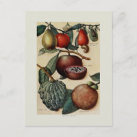 Tropical Fruits