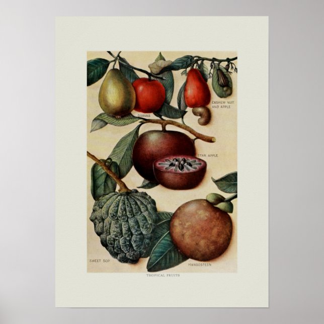 Tropical fruits poster (Front)
