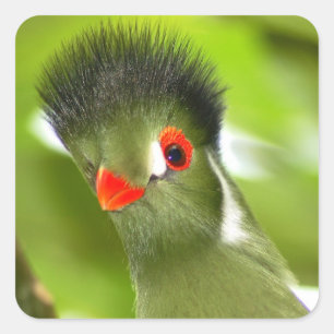 Tropical green bird sticker