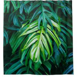Tropical green leaves on dark background, nature s shower curtain