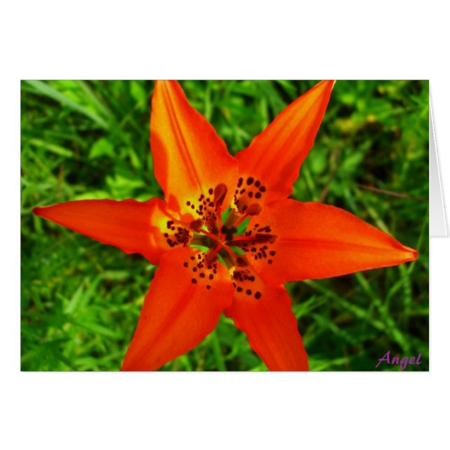 Tropical Greenery (Front Horizontal)