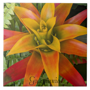Tropical Guzmania Plant Floral Tile