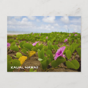 Tropical Hawaii Beach Flower Kauai Postcard
