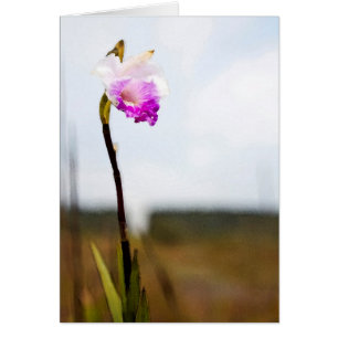 Tropical Hawaii Volcano Wild Orchid