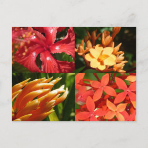"Tropical Heat" Postcard