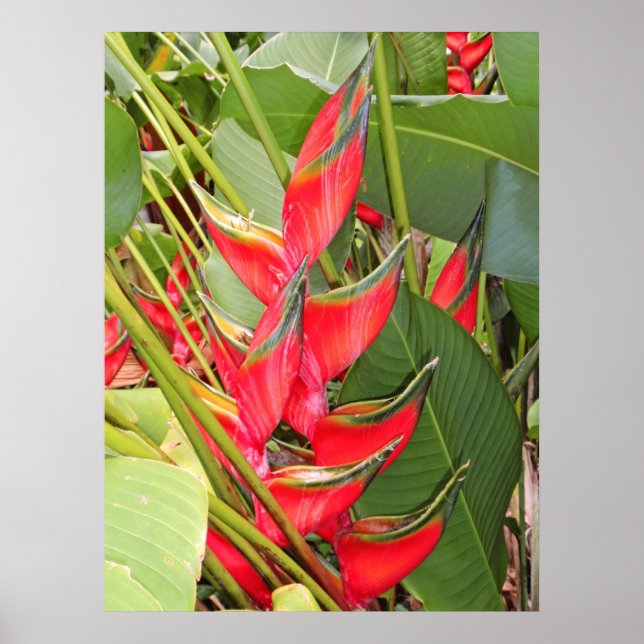 Tropical Heliconia Poster (Front)