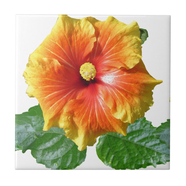 Tropical Hibiscus Flower Tile (Front)