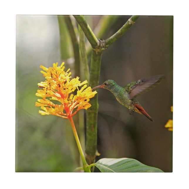 Tropical Hummingbird and Flower Tile (Front)