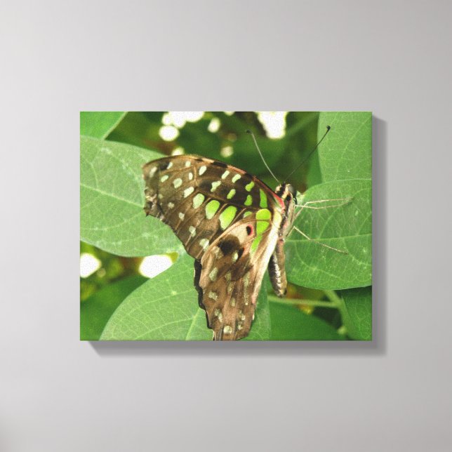Tropical Iridescent Green Butterfly Canvas Print (Front)