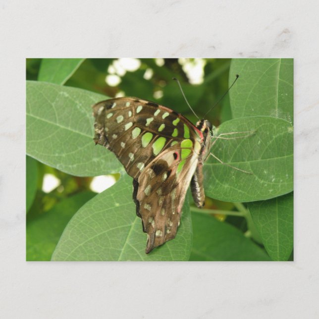Tropical Iridescent Green Butterfly Postcard (Front)