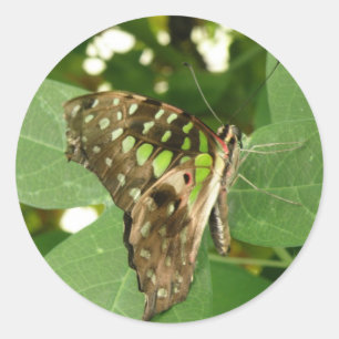 Tropical Iridescent Green Butterfly Stickers