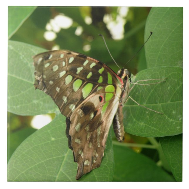 Tropical Iridescent Green Butterfly Tile (Front)