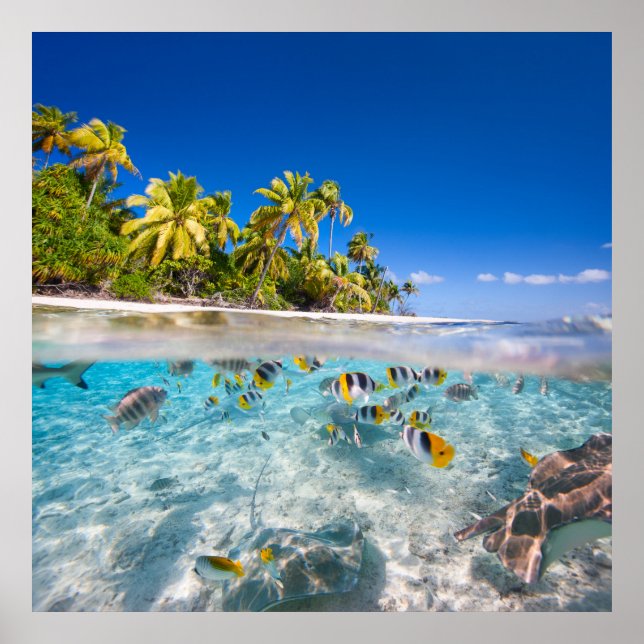 Tropical island under and above water poster (Front)