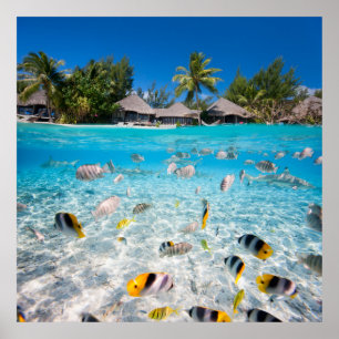 Tropical island under and above water poster