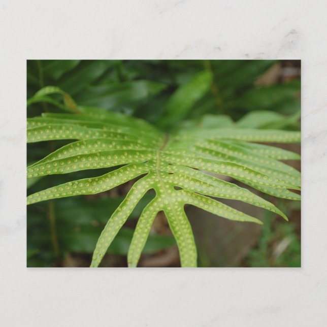 Tropical Leaf Postcard (Front)
