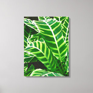 Tropical Leaves, Zebra Plant, Dark Green Canvas Print