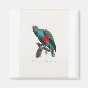 tropical macaw parrot magnet