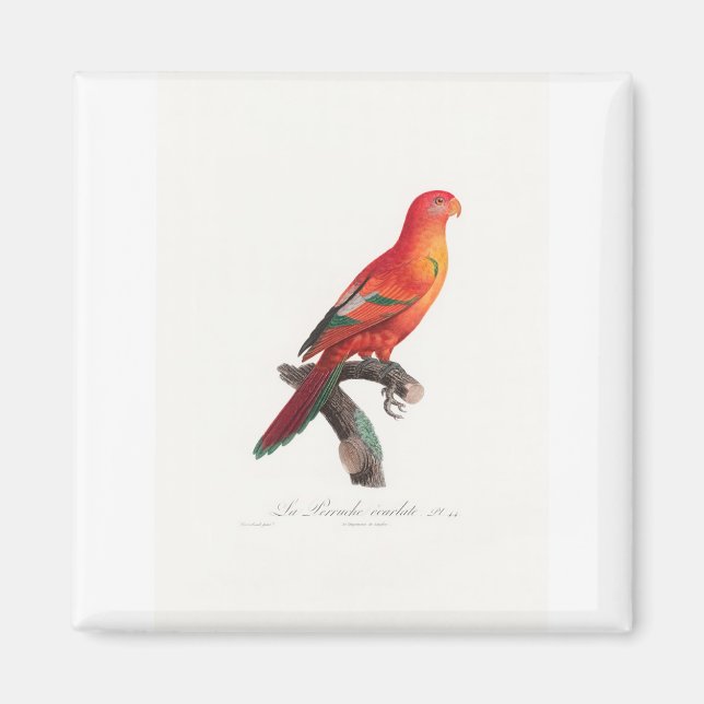 tropical macaw parrot magnet (Front)