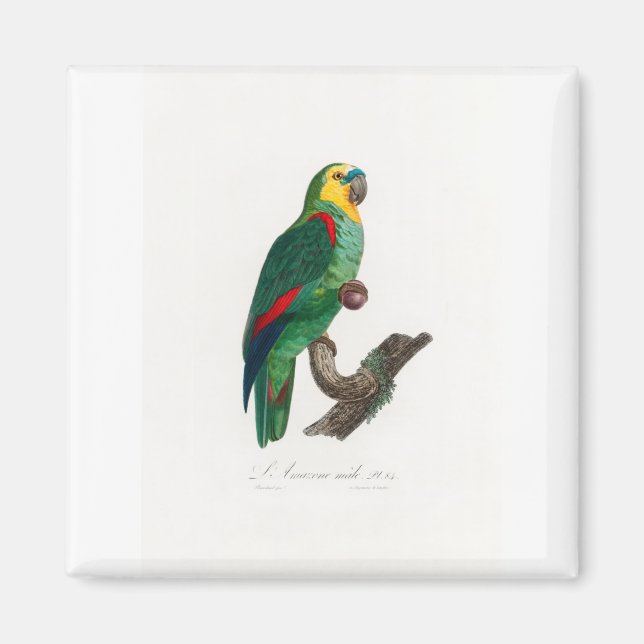 tropical macaw parrot magnet (Front)