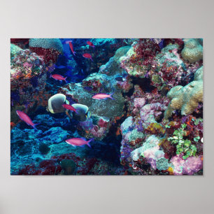 Tropical Marine Life Poster