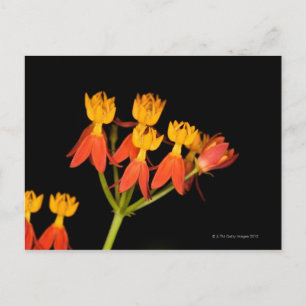 Tropical Milkweed  (Asclepias curassavica) - Postcard