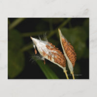 Tropical Milkweed  seed pods (Asclepias