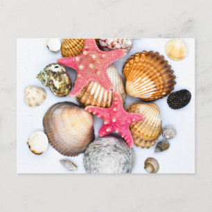 Tropical Mixed Seashells Starfish Postcard