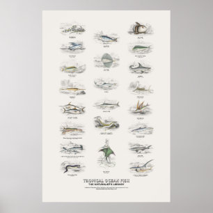 Tropical Ocean Fish - Naturalist's Library Poster