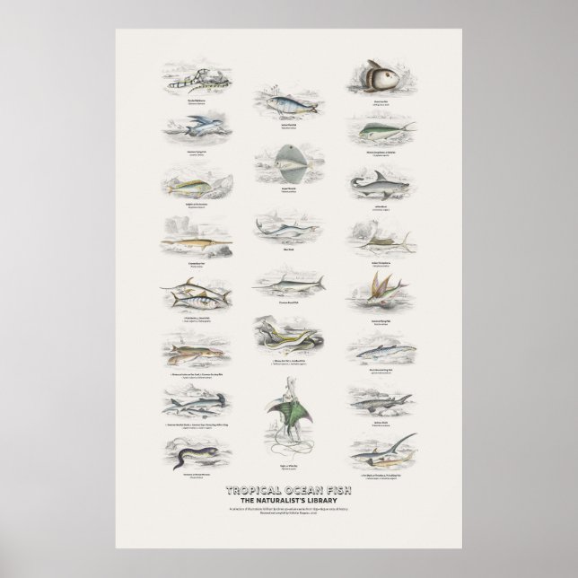 Tropical Ocean Fish - Naturalist's Library Poster (Front)