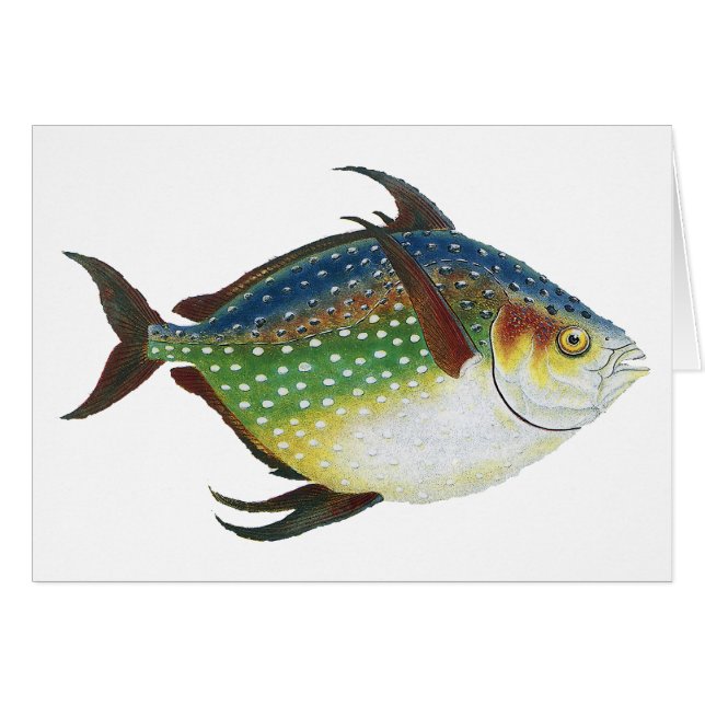 Tropical Opah Fish, Vintage Marine Aquatic Animal (Front Horizontal)