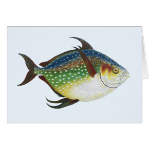 Tropical Opah Fish, Vintage Marine Aquatic Animal