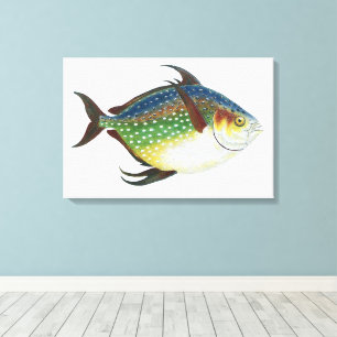 Tropical Opah Fish, Vintage Marine Aquatic Animal Canvas Print