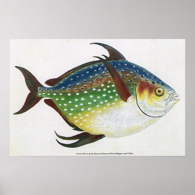 Tropical Opah Fish, Vintage Marine Aquatic Animal Poster (Front)