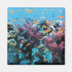 Tropical Orange Fish and Pink Coral Magnet