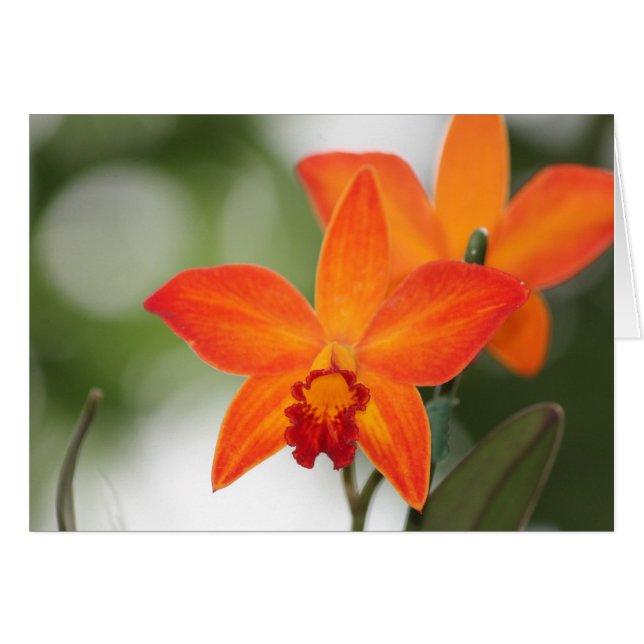 Tropical Orange Orchid Card (Front Horizontal)
