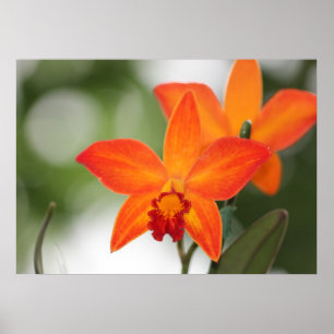 Tropical Orchid Poster