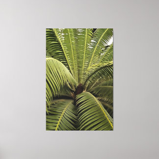 Tropical Palm Botanical Art Dioon Spinulosum Canvas Print
