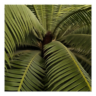 Tropical Palm Botanical Art Dioon Spinulosum Poster