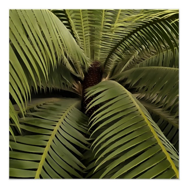 Tropical Palm Botanical Art Dioon Spinulosum  Poster (Front)