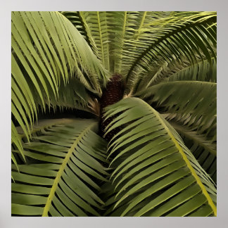 Tropical Palm Botanical Art Dioon Spinulosum Poster