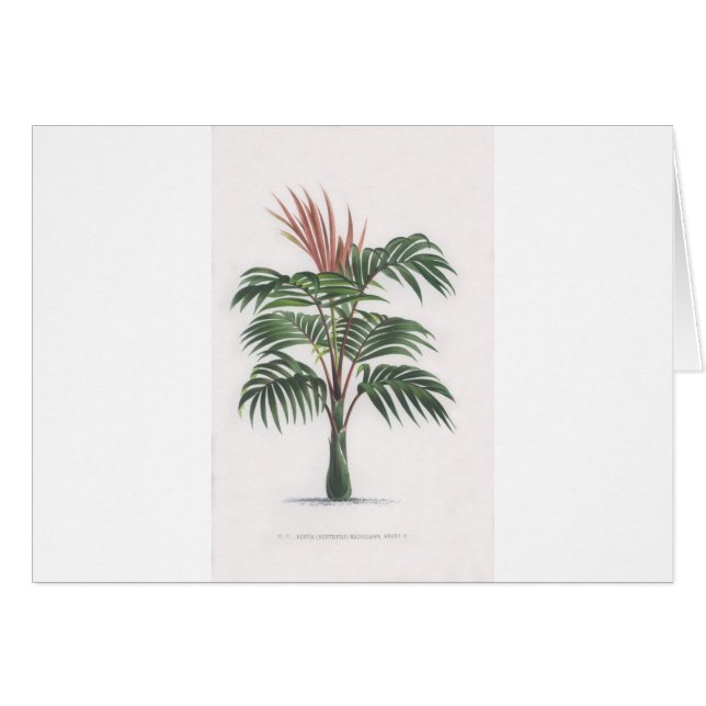 tropical palm tree collection - drawing V (Front Horizontal)